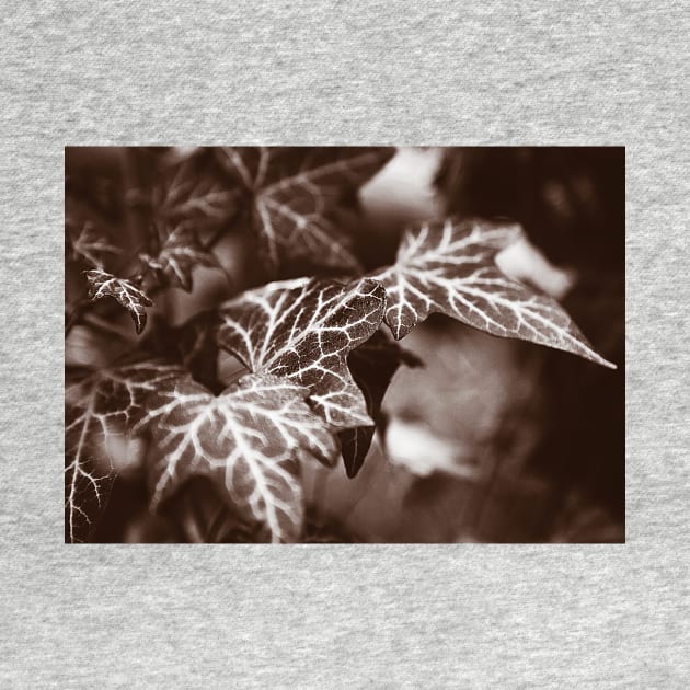 ‘White Lines’ - wild Ivy in sepia tones by sleepingdogprod